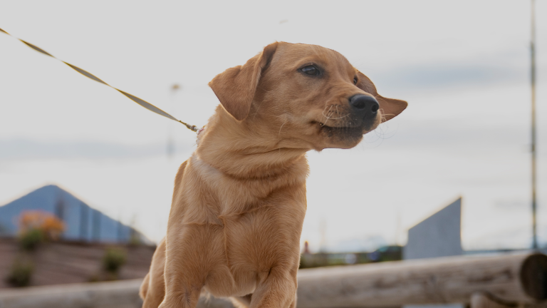 Lorem ipsum dolor sit amet, consectetur adipiscing elit. Donec a neque eu arcu imperdiet aliquam tristique nec augue. Maecenas rutrum cursus quam, a congue justo aliquet nec. Morbi vehicula lacinia ligula at accumsan. Aenean ac nulla vitae eros dictum fringilla. Pellentesque ultrices, arcu vel suscipit lacinia, dui tortor mollis metus, id faucibus arcu ex at leo. Praesent auctor ornare velit eu consectetur. Phasellus nulla elit, ornare nec tincidunt ut, commodo id ex. Vestibulum eget quam elementum, molestie eros ut, pulvinar massa. In hac habitasse platea dictumst. Vestibulum convallis nec diam sed porttitor. Sed bibendum pellentesque arcu. Praesent eget tempor ipsum. Praesent suscipit tincidunt velit. Nunc quis nunc dolor. Donec accumsan neque sem, non pharetra magna maximus non. Nam sit amet tellus nec massa posuere interdum vitae imperdiet massa. Nullam aliquet ullamcorper justo vitae porttitor. Suspendisse eu scelerisque arcu, in egestas nibh. Orci varius natoque penatibus et magnis dis parturient montes, nascetur ridiculus mus. Nullam tincidunt ipsum ac odio venenatis tincidunt. Pellentesque pharetra nec nisi ut fringilla. Aenean sed lorem a dolor laoreet ultricies eu eu libero. Pellentesque dictum non felis eu malesuada. Donec eleifend ex sit amet est feugiat aliquam vel non mauris. Donec sagittis metus leo, et condimentum eros tempus vitae. Maecenas malesuada viverra justo. Sed ut eleifend elit, scelerisque commodo lorem. Quisque porta sit amet libero eu vestibulum. Phasellus at placerat justo, vitae varius sem. Duis elementum vehicula mauris in ultrices. Nunc malesuada eget nibh et volutpat. Aenean eget ligula quis tellus vehicula facilisis eu ac tellus. Nunc urna mauris, ultrices ut neque sit amet, maximus sodales lectus. Donec commodo, eros et malesuada faucibus, nisl sapien varius dolor, ac mattis augue velit quis lectus. Aenean euismod sem at ullamcorper vestibulum. Integer scelerisque condimentum libero, sit amet lobortis mauris blandit sit amet. Donec condimentum nisi ac congue varius. Phasellus interdum tincidunt est a ullamcorper. Vivamus pellentesque sapien sit amet congue vehicula. Phasellus cursus eleifend placerat. Nullam sollicitudin velit id ante feugiat imperdiet. In et dapibus leo. Pellentesque habitant morbi tristique senectus et netus et malesuada fames ac turpis egestas. Etiam dictum leo turpis, eu sollicitudin nibh dapibus vel. Maecenas pretium elit in erat elementum aliquet. Ut rhoncus finibus turpis quis hendrerit. Etiam luctus ac massa id tempor.