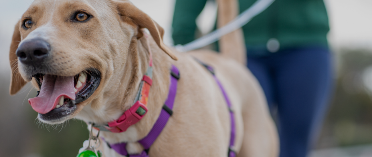 Why Your ‘Happy’ Dog Might Be Struggling (You’ve Missed This)