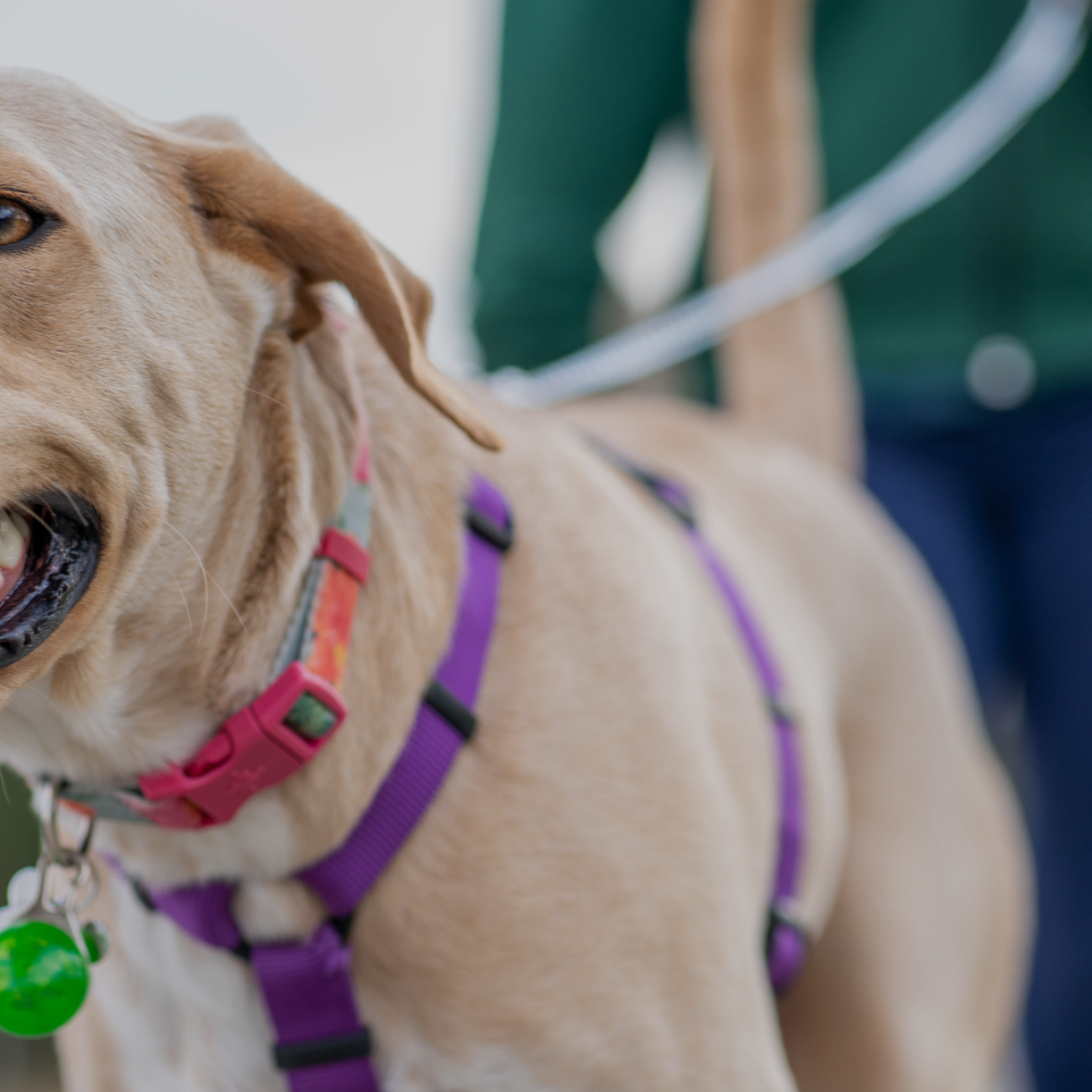 Why Your ‘Happy’ Dog Might Be Struggling (You’ve Missed This)