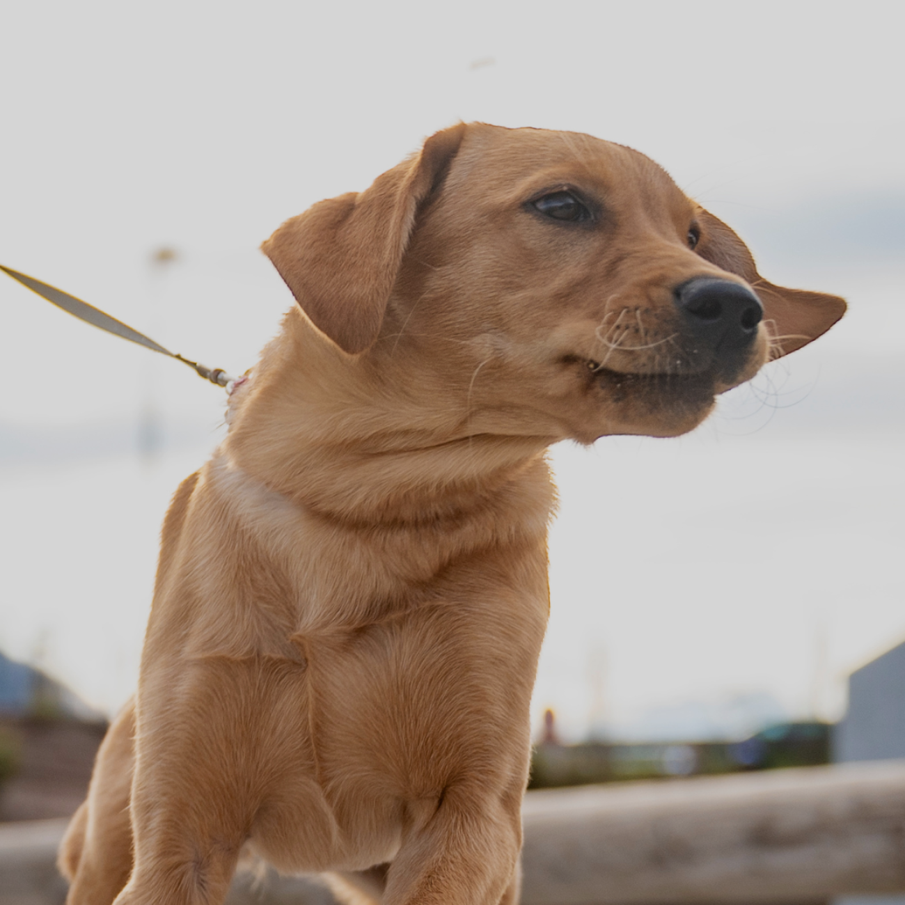 Lorem ipsum dolor sit amet, consectetur adipiscing elit. Donec a neque eu arcu imperdiet aliquam tristique nec augue. Maecenas rutrum cursus quam, a congue justo aliquet nec. Morbi vehicula lacinia ligula at accumsan. Aenean ac nulla vitae eros dictum fringilla. Pellentesque ultrices, arcu vel suscipit lacinia, dui tortor mollis metus, id faucibus arcu ex at leo. Praesent auctor ornare velit eu consectetur. Phasellus nulla elit, ornare nec tincidunt ut, commodo id ex. Vestibulum eget quam elementum, molestie eros ut, pulvinar massa. In hac habitasse platea dictumst. Vestibulum convallis nec diam sed porttitor. Sed bibendum pellentesque arcu. Praesent eget tempor ipsum. Praesent suscipit tincidunt velit. Nunc quis nunc dolor. Donec accumsan neque sem, non pharetra magna maximus non. Nam sit amet tellus nec massa posuere interdum vitae imperdiet massa. Nullam aliquet ullamcorper justo vitae porttitor. Suspendisse eu scelerisque arcu, in egestas nibh. Orci varius natoque penatibus et magnis dis parturient montes, nascetur ridiculus mus. Nullam tincidunt ipsum ac odio venenatis tincidunt. Pellentesque pharetra nec nisi ut fringilla. Aenean sed lorem a dolor laoreet ultricies eu eu libero. Pellentesque dictum non felis eu malesuada. Donec eleifend ex sit amet est feugiat aliquam vel non mauris. Donec sagittis metus leo, et condimentum eros tempus vitae. Maecenas malesuada viverra justo. Sed ut eleifend elit, scelerisque commodo lorem. Quisque porta sit amet libero eu vestibulum. Phasellus at placerat justo, vitae varius sem. Duis elementum vehicula mauris in ultrices. Nunc malesuada eget nibh et volutpat. Aenean eget ligula quis tellus vehicula facilisis eu ac tellus. Nunc urna mauris, ultrices ut neque sit amet, maximus sodales lectus. Donec commodo, eros et malesuada faucibus, nisl sapien varius dolor, ac mattis augue velit quis lectus. Aenean euismod sem at ullamcorper vestibulum. Integer scelerisque condimentum libero, sit amet lobortis mauris blandit sit amet. Donec condimentum nisi ac congue varius. Phasellus interdum tincidunt est a ullamcorper. Vivamus pellentesque sapien sit amet congue vehicula. Phasellus cursus eleifend placerat. Nullam sollicitudin velit id ante feugiat imperdiet. In et dapibus leo. Pellentesque habitant morbi tristique senectus et netus et malesuada fames ac turpis egestas. Etiam dictum leo turpis, eu sollicitudin nibh dapibus vel. Maecenas pretium elit in erat elementum aliquet. Ut rhoncus finibus turpis quis hendrerit. Etiam luctus ac massa id tempor.