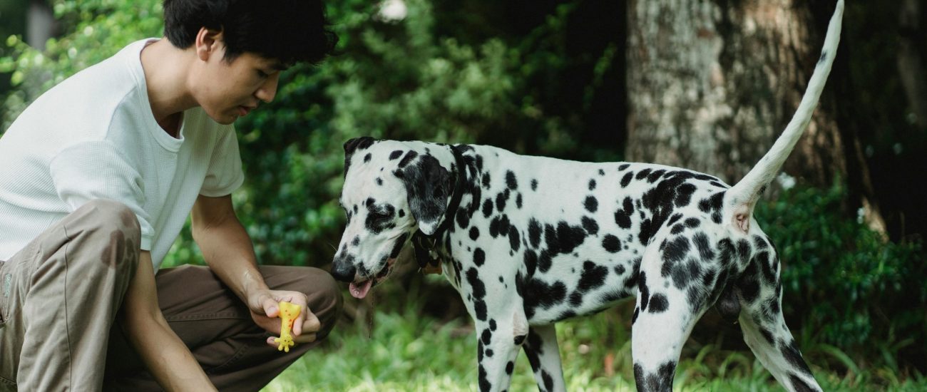 Why I Teach Dogs ‘Useless’ Tricks (And You Should Too)