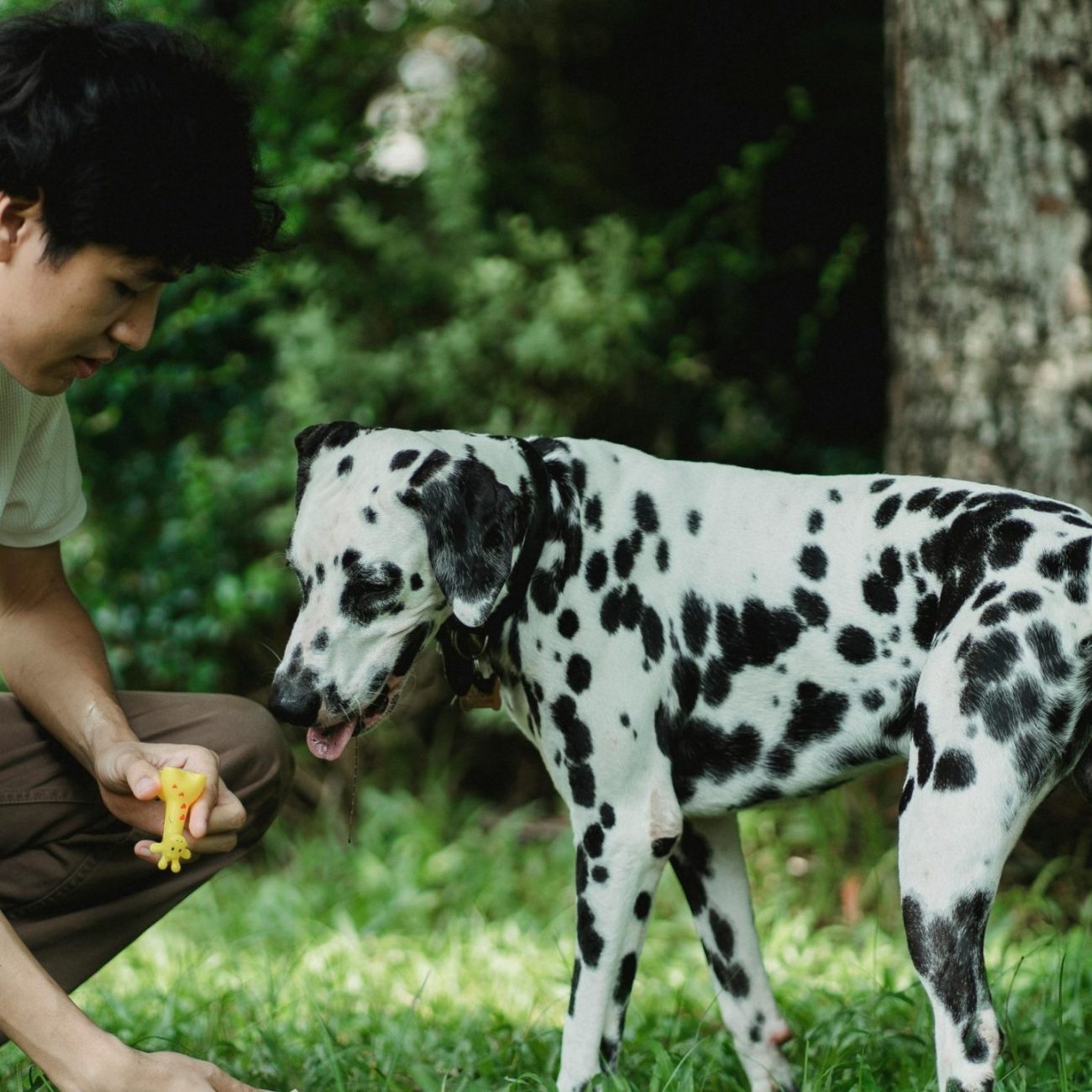 Why I Teach Dogs ‘Useless’ Tricks (And You Should Too)